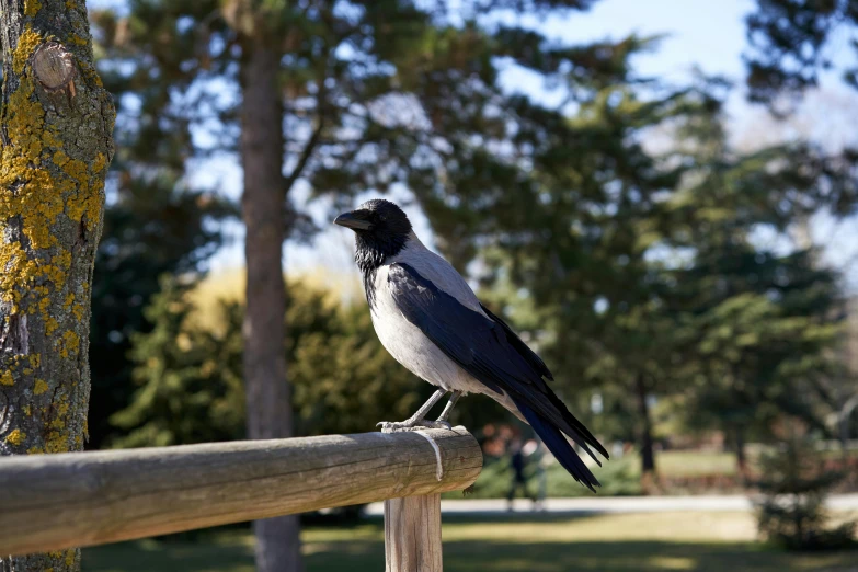 a black and white bird sitting on top of a wooden rail, inspired by Gonzalo Endara Crow, unsplash, arabesque, in a park, on display, long thick shiny black beak, grey