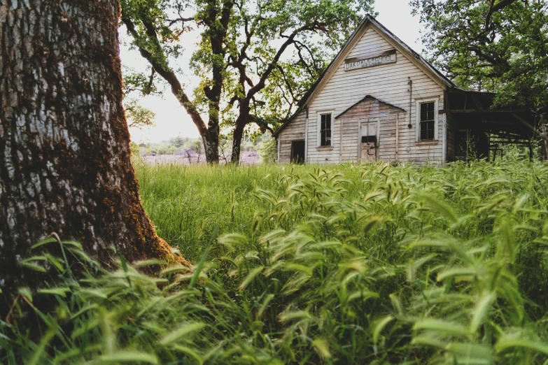 an old house in a field of tall grass, by Jessie Algie, unsplash contest winner, northwest school, oak trees and dry grass, church background, background image, grass and weeds”