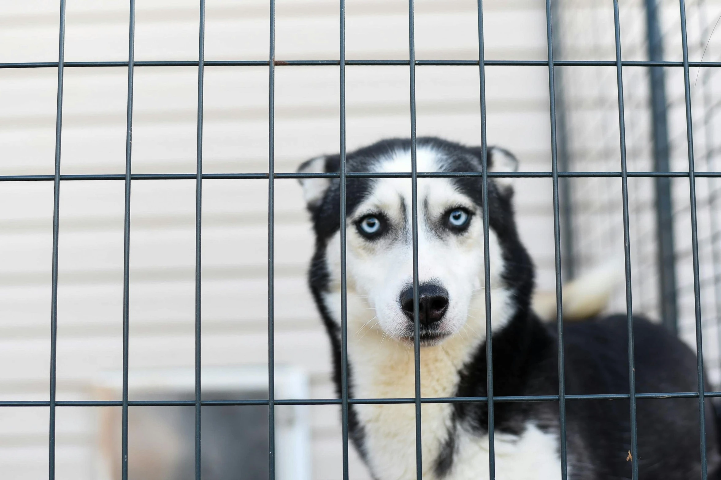 a close up of a dog in a cage, a portrait, shutterstock, husky, a tall, adoptables, ap press photo