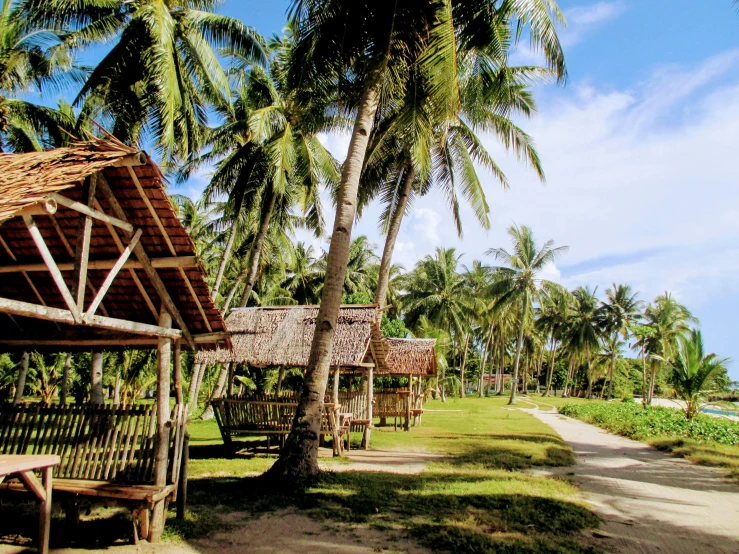 a couple of wooden benches sitting on top of a lush green field, bamboo huts, palm trees on the beach, max dennison