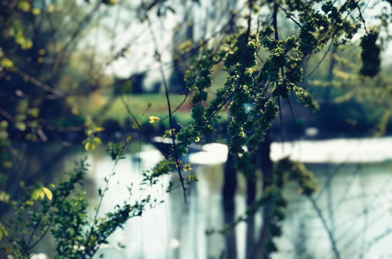 a bird sitting on top of a tree next to a body of water, a picture, unsplash, visual art, petzval lens. out of focus, weeping willows and flowers, thames river, branches and ivy