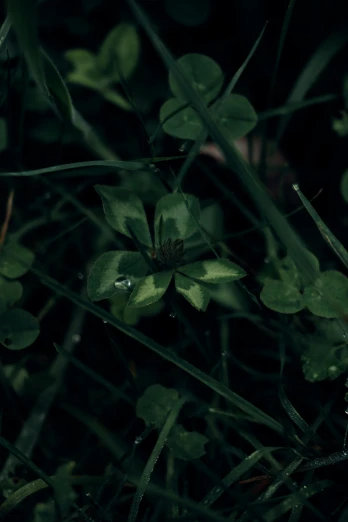 a yellow fire hydrant sitting on top of a lush green field, a macro photograph, inspired by Elsa Bleda, unsplash, four leaf clover, very dark with green lights, photograph captured in a forest, clover