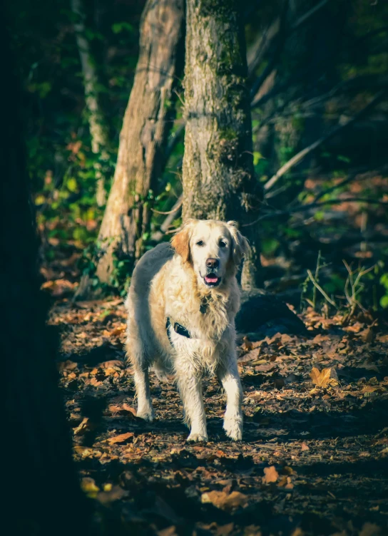 a dog that is standing in the dirt, walking through a forest