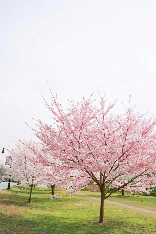 a couple of trees that are in the grass, inspired by Maruyama Ōkyo, trending on unsplash, happening, lush sakura, beautiful small town, pastel pink, washington dc