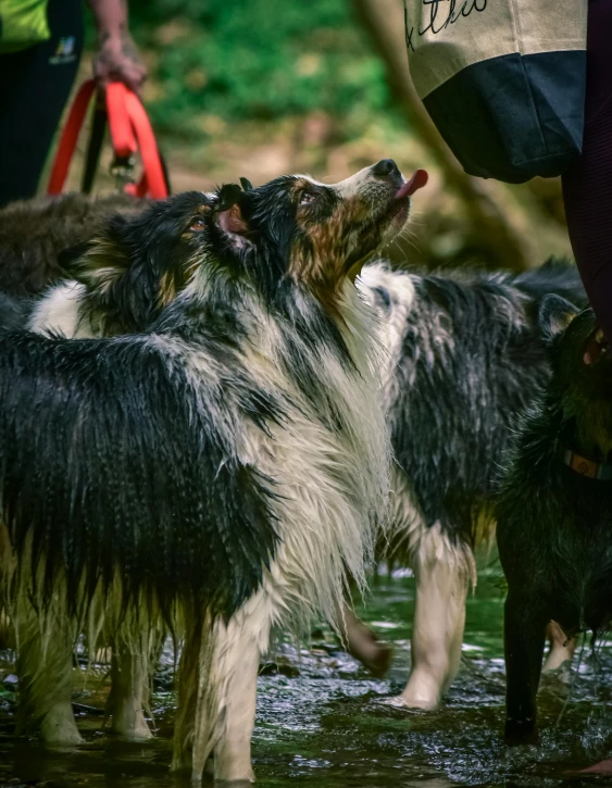 a group of dogs that are standing in the water, up close, border collie, low quality photo, alessio albi