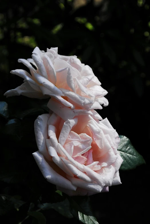 a close up of a pink rose with green leaves, a marble sculpture, paul barson, close together, intense albino, dappled