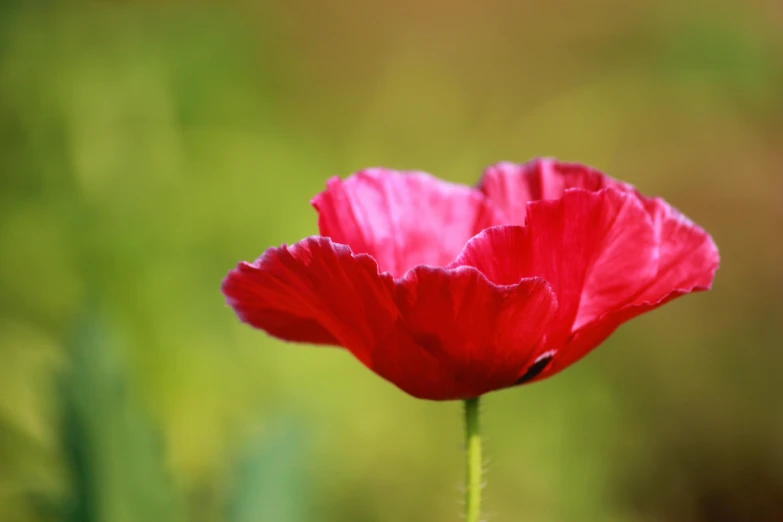 a close up of a red flower in a field, remembrance, pink, poppy, 15081959 21121991 01012000 4k