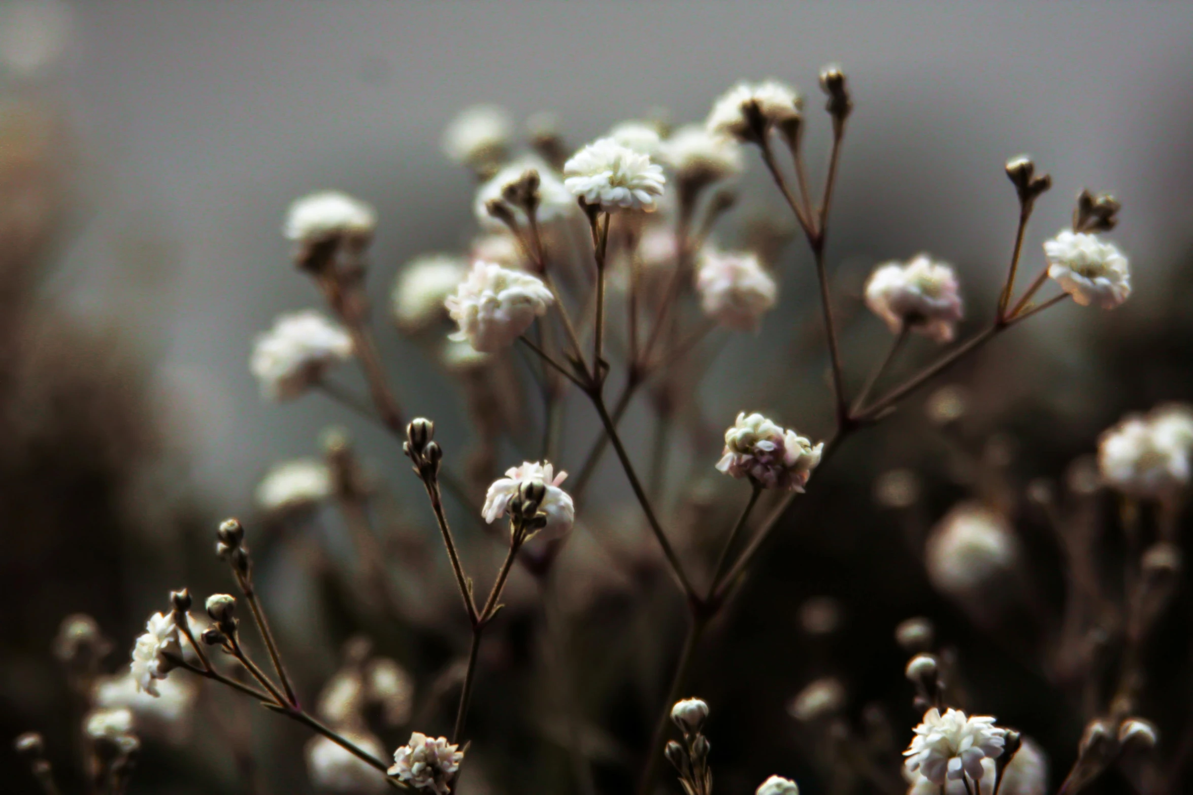 a close up of a plant with small white flowers, unsplash, tonalism, grey sky, dried herbs, shot on sony alpha dslr-a300, verbena