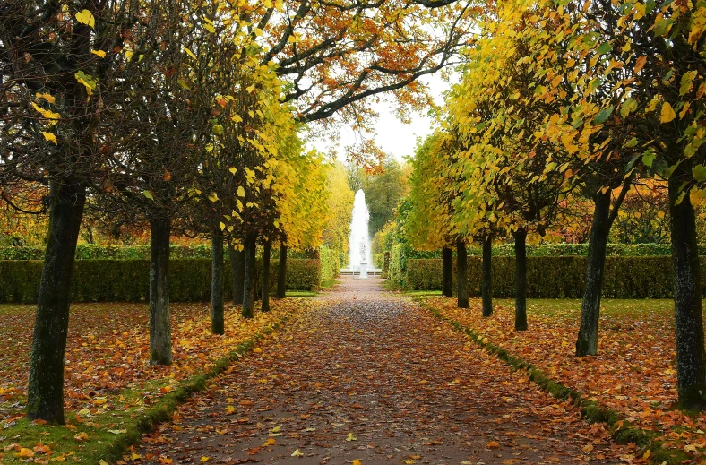 a pathway lined with lots of trees next to a fountain, inspired by Anato Finnstark, pexels contest winner, fall-winter 2015-2016, norrlandsskog, lots of leaves, regency-era