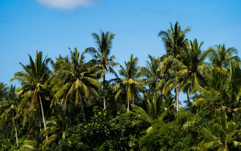 a group of palm trees sitting on top of a lush green hillside, pexels contest winner, coconuts, background image, multiple stories, thumbnail