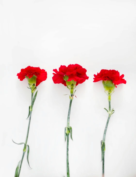 three red carnations on a white background, by Samuel Scott, trending on unsplash, minimalism, promo image, in a row, sassy pose, lgbtq