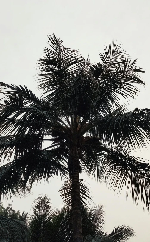 a black and white photo of a palm tree, an album cover, 1990 photograph, trending on vsco, 1 9 8 5 photograph, brown