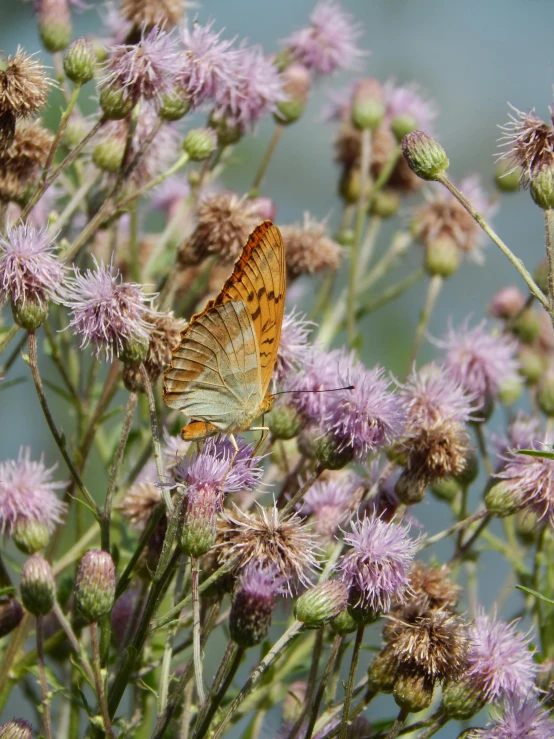 a close up of a flower with a butterfly on it, hurufiyya, thistles, photo of green river, 2022 photograph, pareidolia