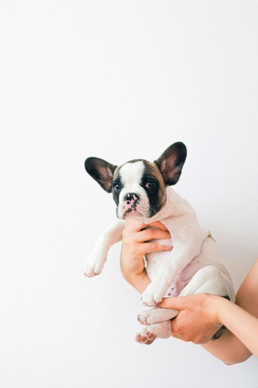 a woman holding a small dog in her arms, trending on unsplash, minimalism, french bulldog, porcelain skin ”, 1 6 0 0 s, high-quality photo