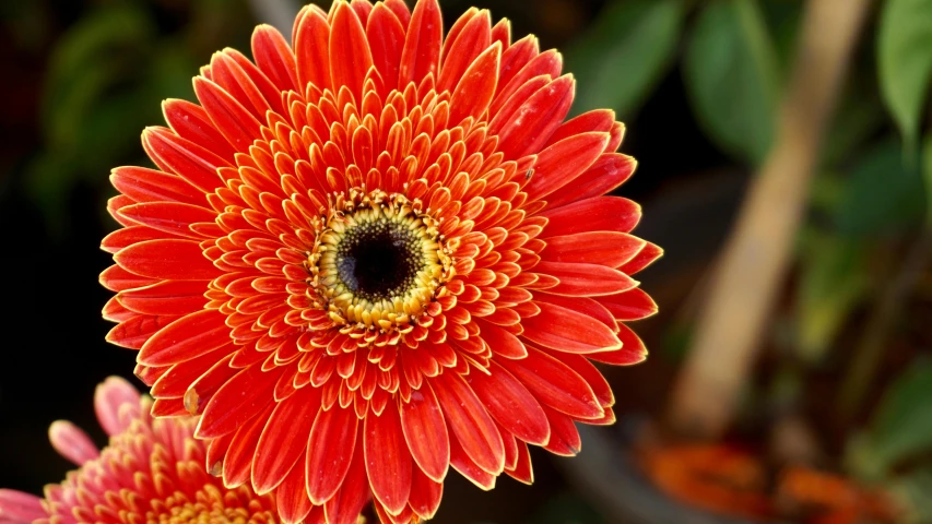 a close up of a flower in a pot, by Jan Rustem, pexels, orange halo, crimson, a highly detailed, giant daisy flower head