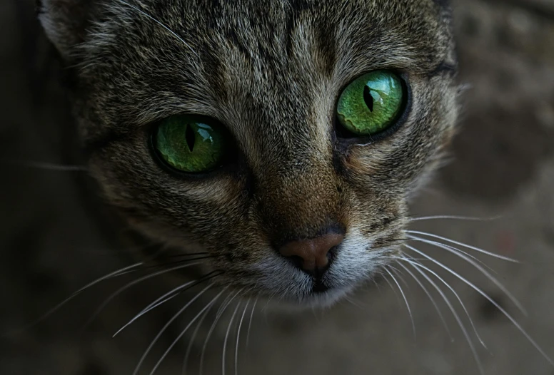 a close up of a cat with green eyes, by Adam Marczyński, pexels contest winner, paul barson, extremely intricate, eyes are green lights, short brown hair and large eyes