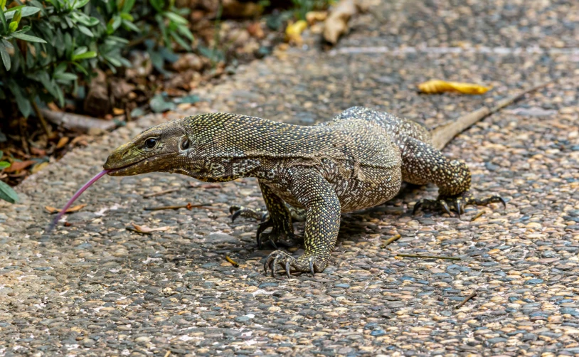 a monitor lizard sitting on the side of a road, by Carey Morris, pixabay contest winner, renaissance, sri lanka, on sidewalk, fully covered, intricate ”