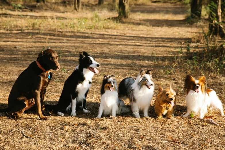 a group of dogs sitting next to each other, by Terese Nielsen, unsplash, “ iron bark, in a row, a wooden, border collie