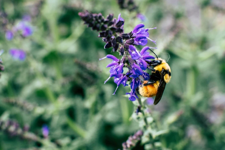 a bee sitting on top of a purple flower, unsplash photography, 🦩🪐🐞👩🏻🦳, salvia, beautiful black blue yellow