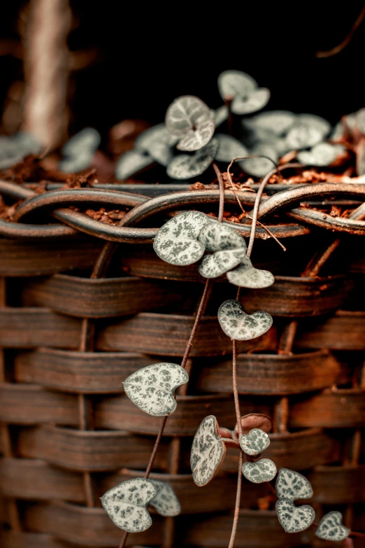 a wicker basket filled with lots of leaves, by Jakob Emanuel Handmann, trending on pexels, entwined hearts and spades, grey, terracotta, cinematic detail