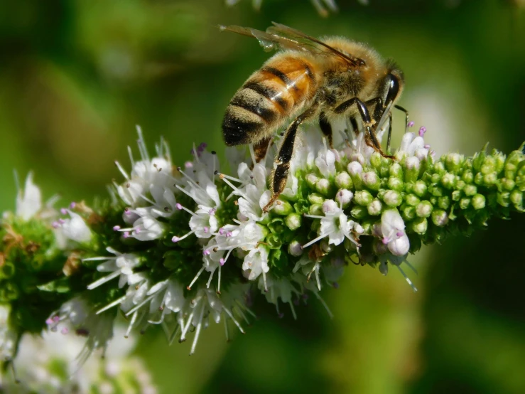 a close up of a bee on a flower, pexels, hurufiyya, mint, dynamic closeup, brown, highly microdetailed