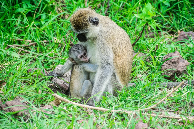 a monkey sitting on top of a lush green field, nursing, coloured photo, grey, protective