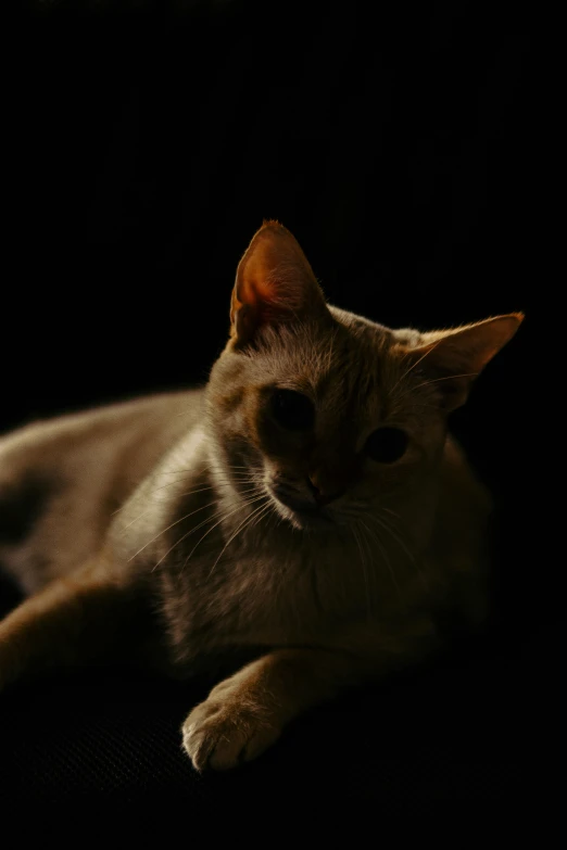 a cat that is laying down in the dark, by Daniel Seghers, pexels contest winner, medium format. soft light, a blond, ilustration, soft light - n 9