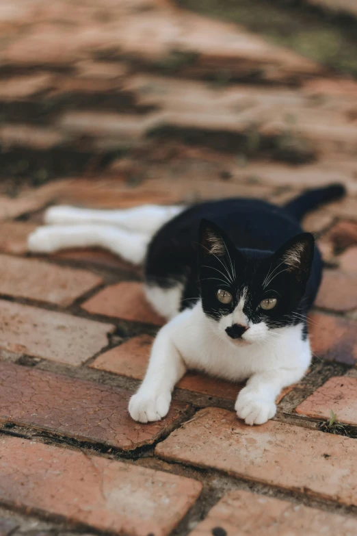 a black and white cat laying on a brick walkway, by Julia Pishtar, unsplash, symbolism, looking confused, black tie, calico, non-binary