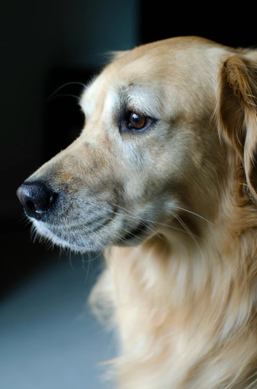 a close up of a dog with a blurry background, full of golden layers, large)}], multiple stories, 5 years old