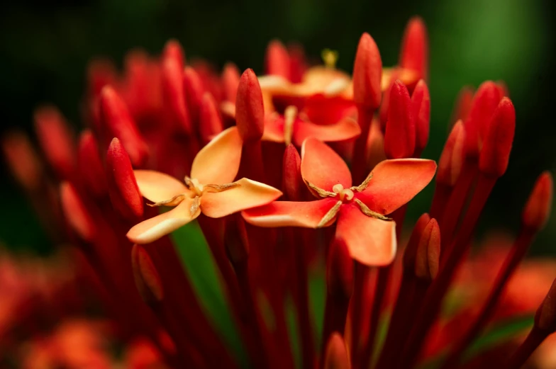 a close up of a bunch of red flowers, pexels contest winner, hurufiyya, madagascar, warm coloured, plumeria, instagram post