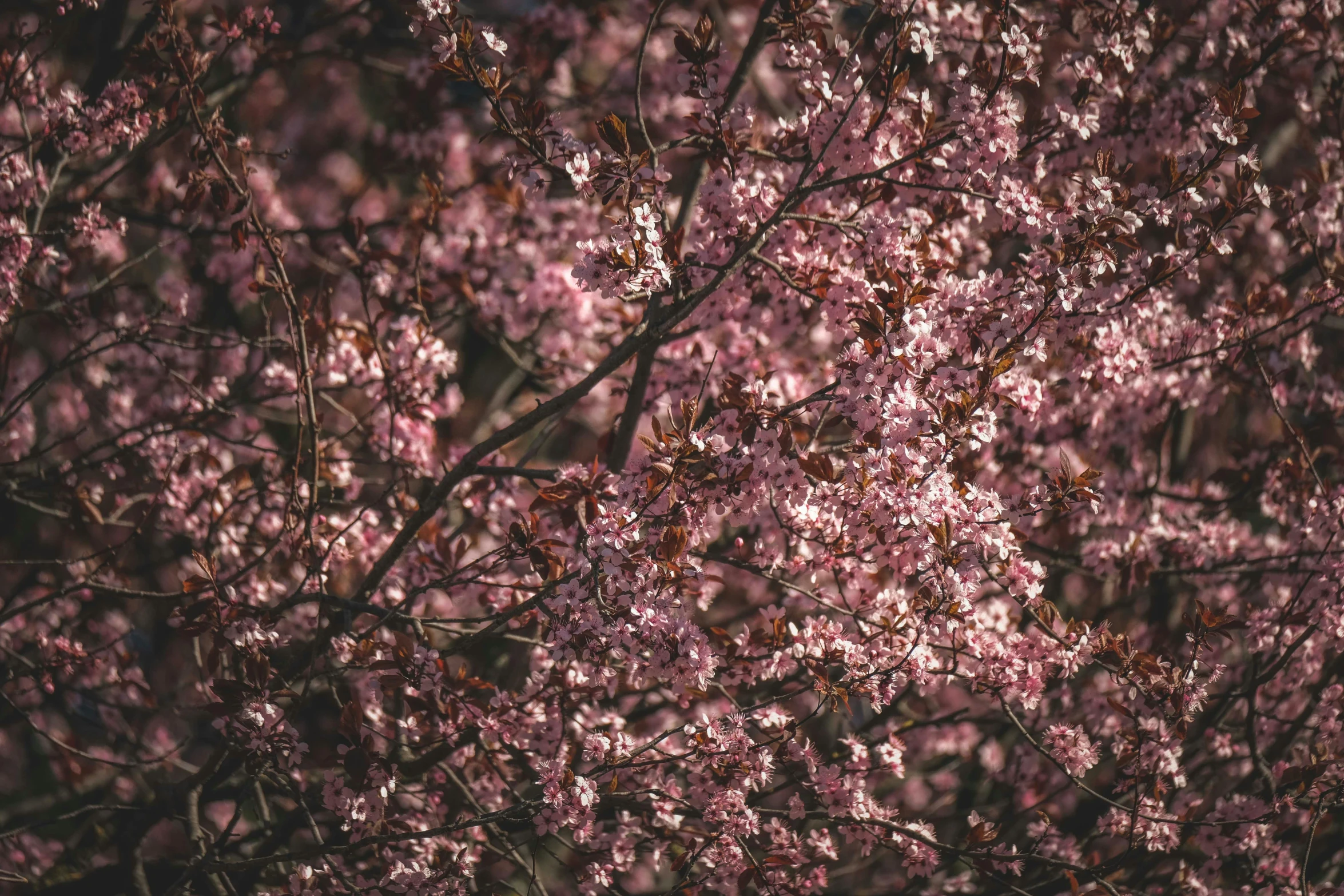 a tree filled with lots of pink flowers, inspired by Elsa Bleda, pexels, detailed medium format photo, brown, spring, alessio albi