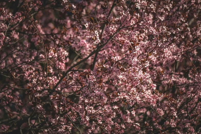 a tree filled with lots of pink flowers, inspired by Elsa Bleda, pexels, detailed medium format photo, brown, spring, alessio albi