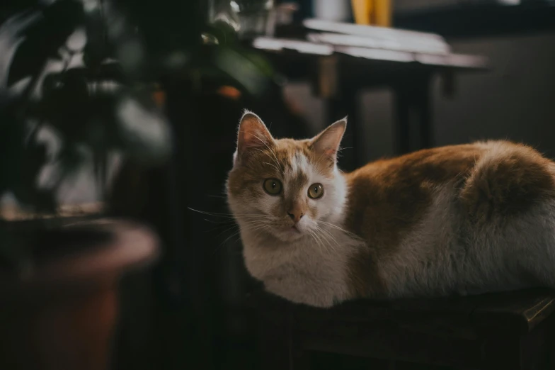 a cat sitting on top of a chair next to a potted plant, pexels contest winner, cat with a pearl earring, avatar image, blurred photo, cinematic image