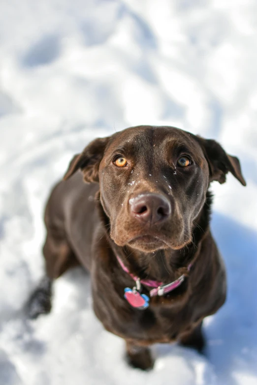 a brown dog sitting in the snow looking up, olivia, ready to model, adopt, !female