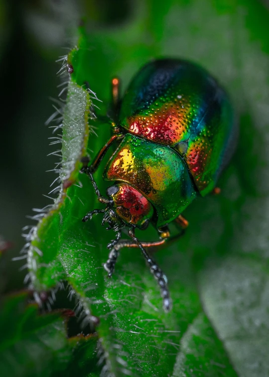 a colorful beetle sitting on top of a green leaf, a macro photograph, by Adam Marczyński, pexels contest winner, made of holographic texture, nordic forest colors, vibrant color with gold speckles, rainbow sheen