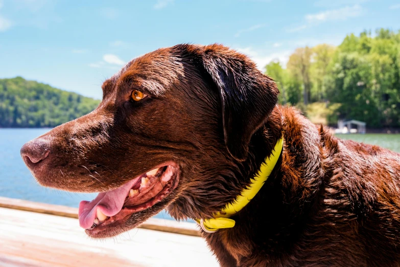 a close up of a dog near a body of water, yellow, chocolate, thumbnail, wearing collar
