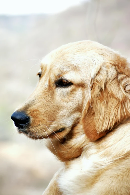 a close up of a dog looking out a window, golden, soft oval face, tournament, head and shoulder shot