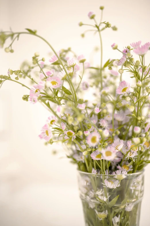 a vase filled with pink and white flowers, chamomile, ethereal soft and fuzzy glow, botanical herbarium, tall thin