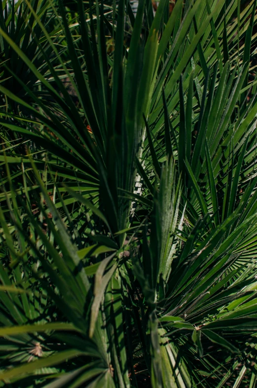 a red fire hydrant sitting on top of a lush green field, an album cover, by Jan Tengnagel, unsplash, hurufiyya, chest covered with palm leaves, as seen from the canopy, plant specimens, full frame image