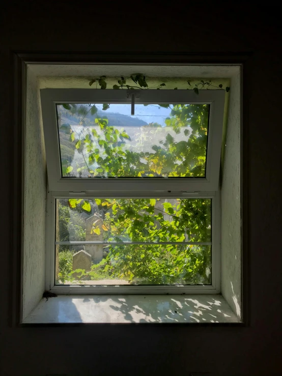 a window with a view of a tree outside, inspired by Andrew Wyeth, unsplash, happening, overgrown ivy plants, taken from the high street, profile image, view from front