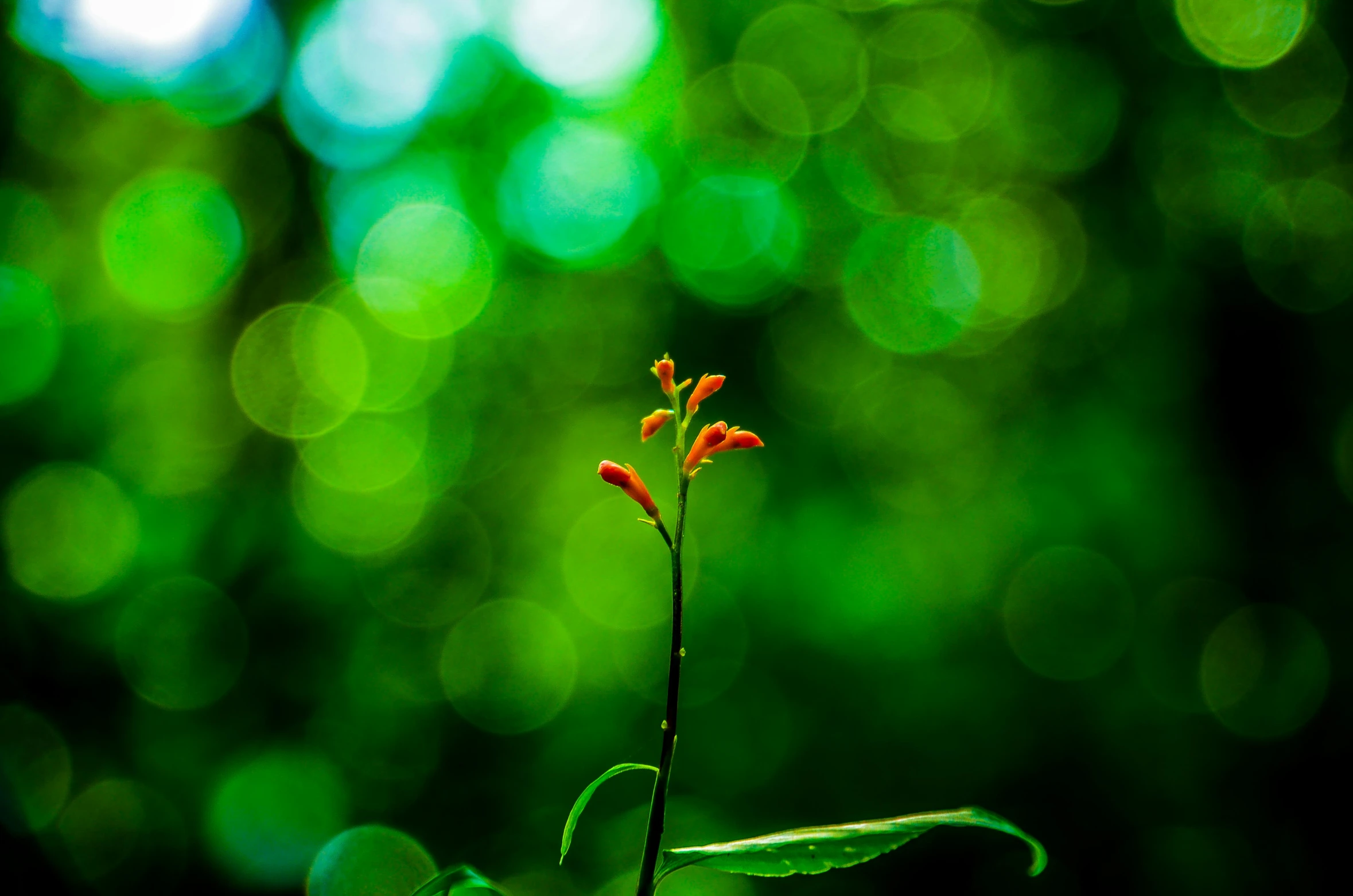 a close up of a plant with a blurry background, a macro photograph, by Sven Erixson, unsplash, art photography, green bright red, tiny fireflies glowing, medium format. soft light, in the jungle. bloom