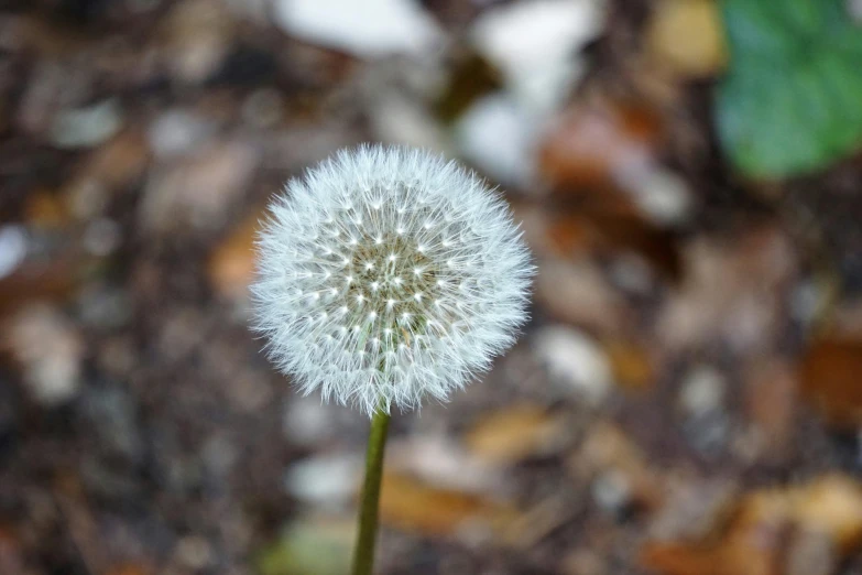 a close up of a flower with leaves in the background, puffballs, portrait image