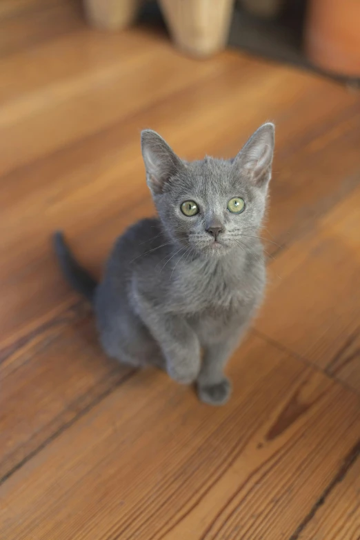 a gray cat sitting on top of a wooden floor