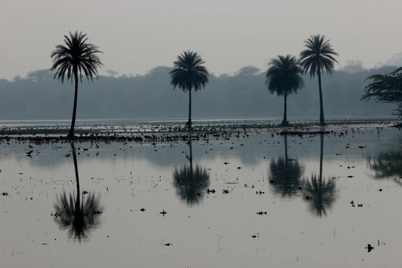 a group of palm trees sitting on top of a lake, by Sudip Roy, hurufiyya, photographed for reuters, grey, kek, kalighat