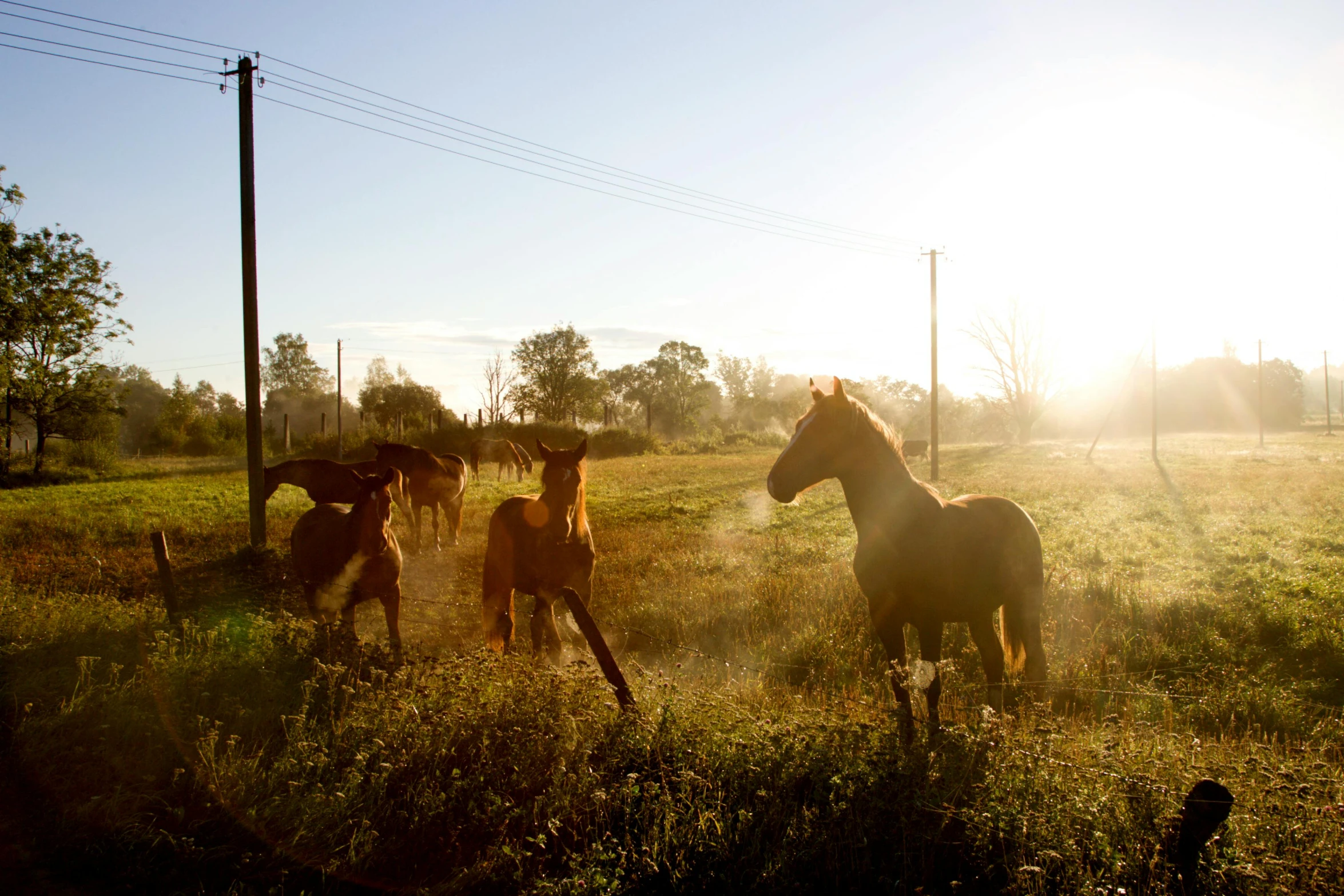 a herd of horses standing on top of a lush green field, morning light showing injuries, golden hour photograph, gopro photo, in australia