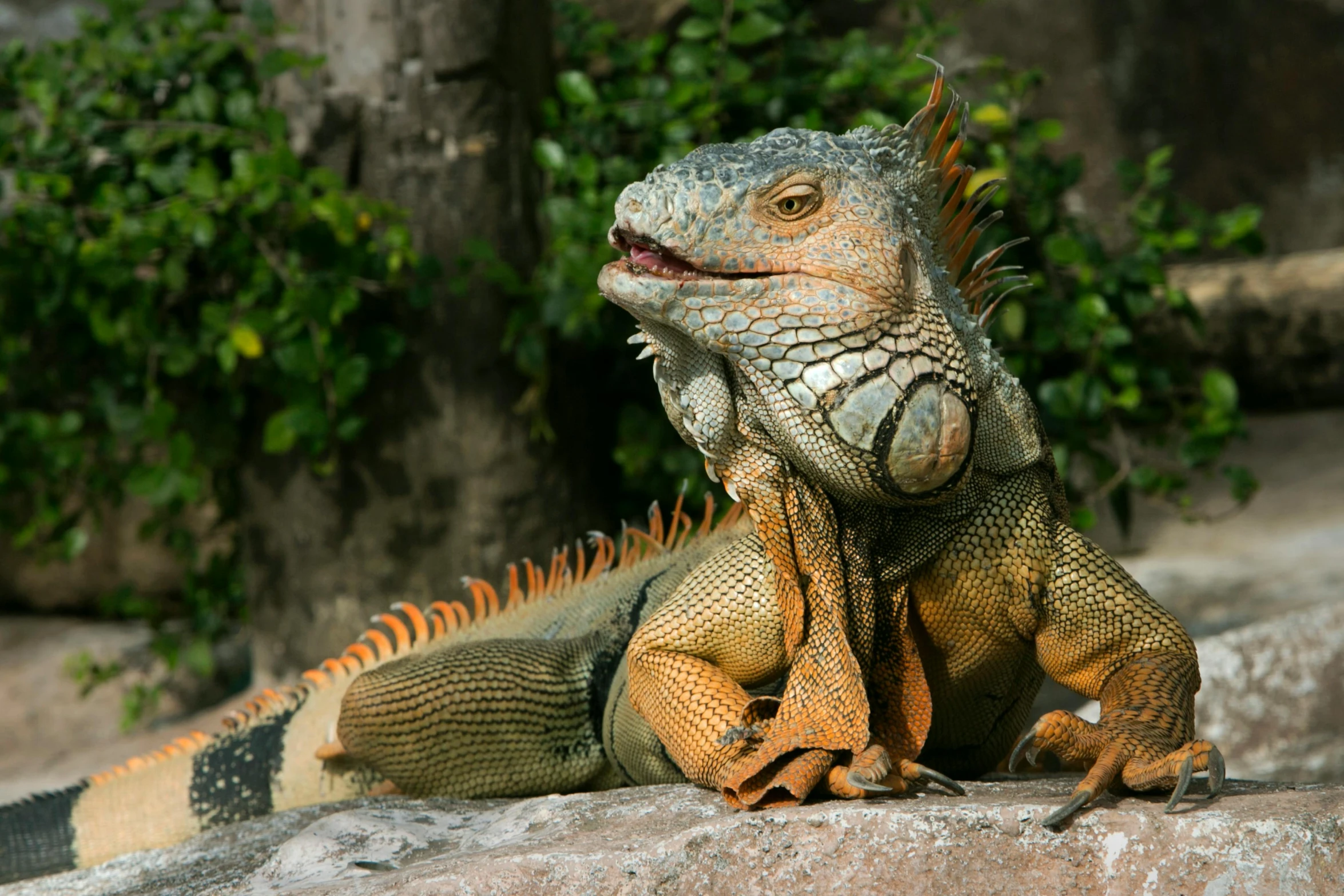 a large lizard sitting on top of a rock, facing the camera, avatar image, iguana, doing a sassy pose