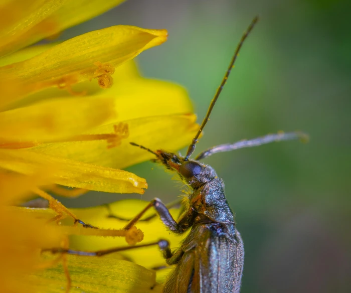 a bug sitting on top of a yellow flower, a macro photograph, by Matthias Weischer, pexels contest winner, grey, a horned, paul barson, low angle photo