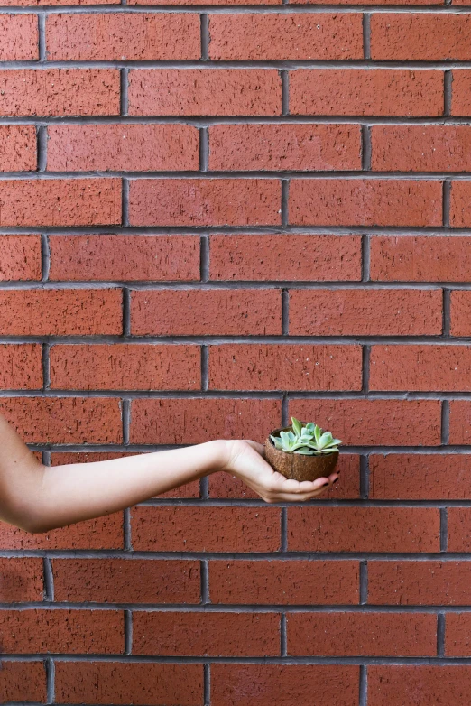 a woman standing in front of a brick wall holding a plant, inspired by Mario Bardi, pexels contest winner, made of cement, red bricks, medium closeup, 15081959 21121991 01012000 4k