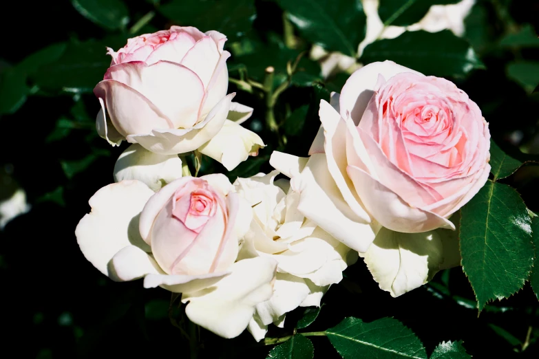 a group of pink and white roses sitting next to each other, zoomed in, al fresco, carefully crafted, soft skin