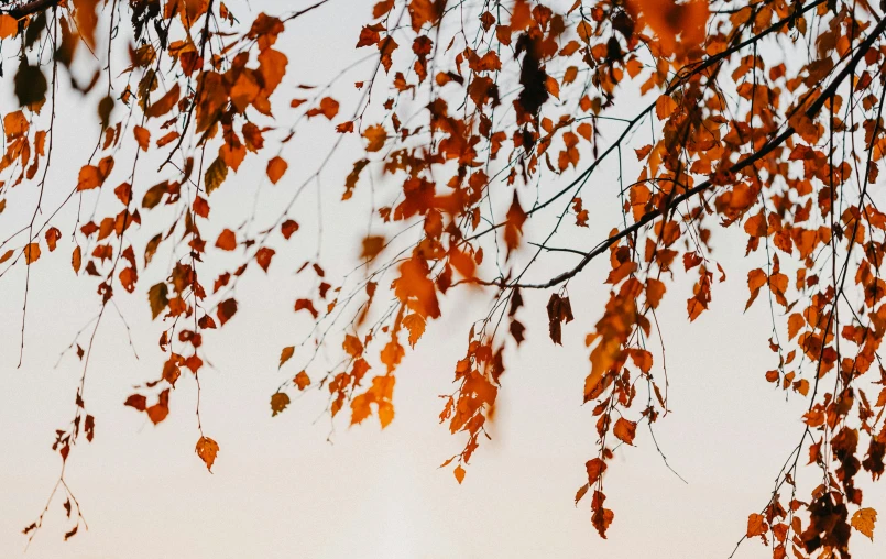 a person sitting on a bench under a tree, trending on pexels, visual art, orange and brown leaves for hair, view from below, the sky is a faint misty red hue, thumbnail